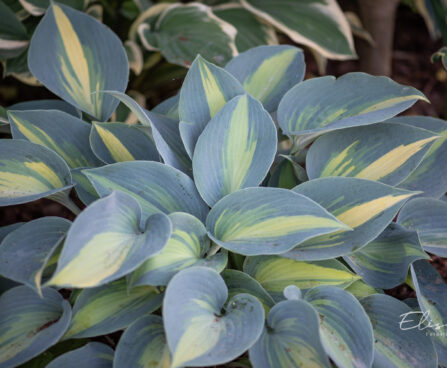 Hosta `Touch of Class` (2)