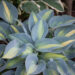 Hosta `Touch of Class` (2)