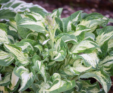 Hosta `Allegan Fog` (1)