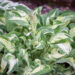 Hosta `Allegan Fog` (1)