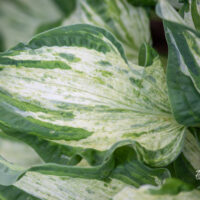 Hosta `Allegan Fog` (2)