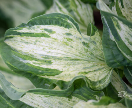 Hosta `Allegan Fog` (2)