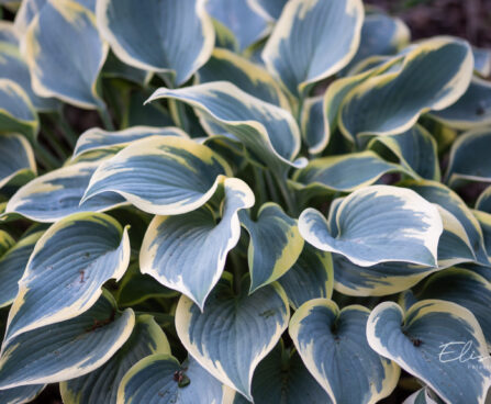 Hosta `Valley´s Glacier` (1)