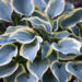 Hosta `Valley´s Glacier` (1)