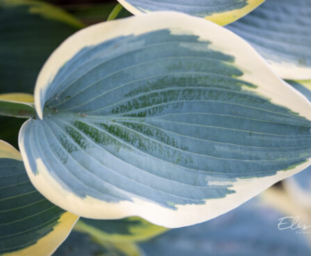 Hosta `Valley´s Glacier` (2)