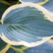 Hosta `Valley´s Glacier` (2)