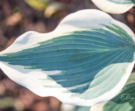 Hosta `Firn Line` (2)