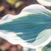 Hosta `Firn Line` (2)