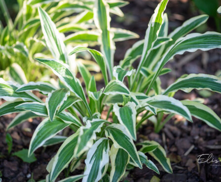 Hosta `Sandhill Crane`