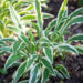 Hosta `Sandhill Crane`