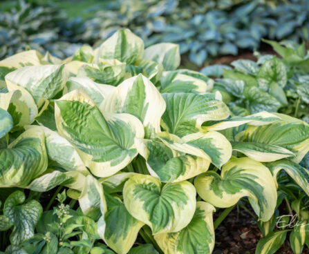 Hosta `Oh Cindy`