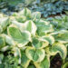 Hosta `Oh Cindy`