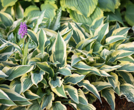 Hosta `Wolverine` (1)