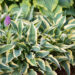 Hosta `Wolverine` (1)