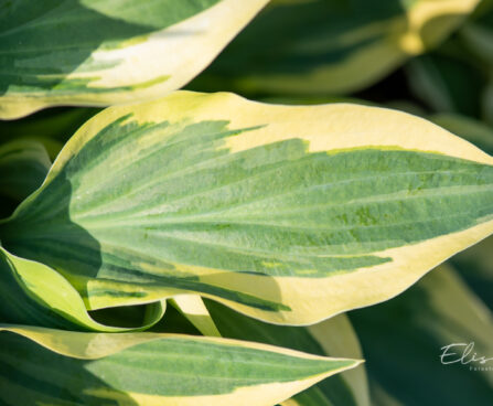 Hosta `Wolverine` (2)