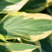 Hosta `Wolverine` (2)