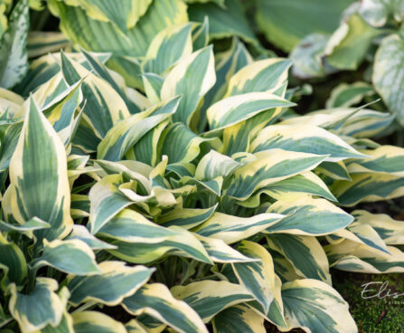 Hosta `Wolverine` (3)