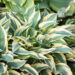 Hosta `Wolverine` (3)