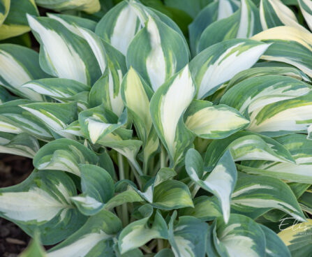 Hosta `Moonstruck` (1)