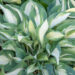 Hosta `Moonstruck` (1)