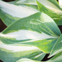Hosta `Moonstruck` (2)