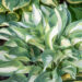 Hosta `Moonstruck` (3)