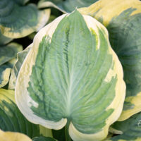 Hosta `Band of Gold` (1)