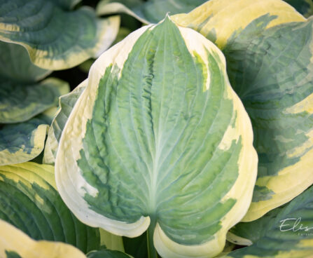 Hosta `Band of Gold` (1)