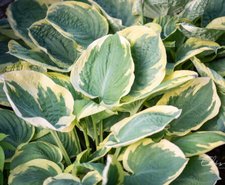 Hosta `Band of Gold` (2)