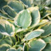 Hosta `Band of Gold` (2)