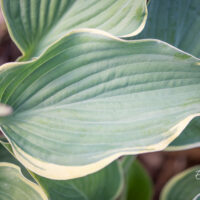 Hosta `Arc de Triomphe`