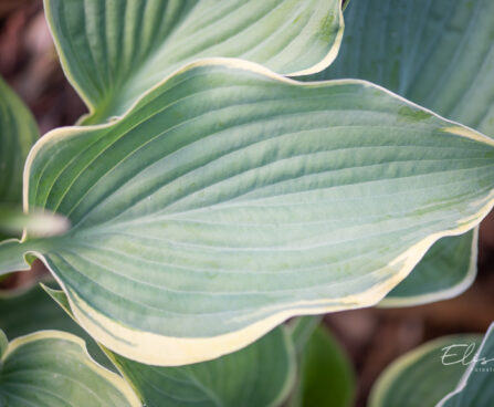 Hosta `Arc de Triomphe`