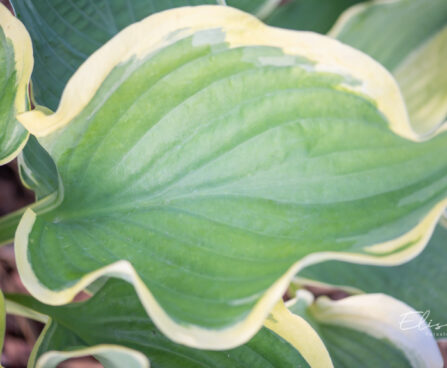 Hosta `Final Victory` (1)