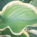 Hosta `Final Victory` (1)