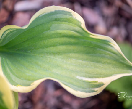 Hosta `Final Victory` (2)