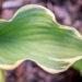 Hosta `Final Victory` (2)