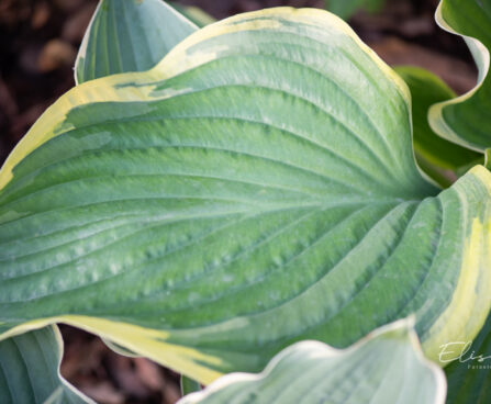 Hosta `Victory`