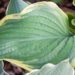 Hosta `Victory`