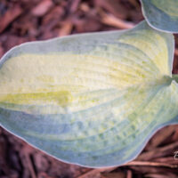 Hosta `Blue Circle` (1)