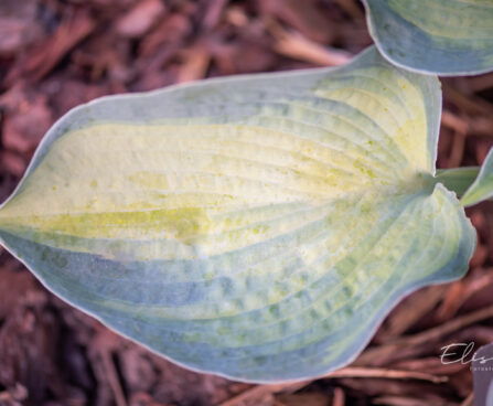 Hosta `Blue Circle` (1)