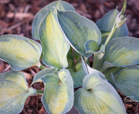 Hosta `Blue Circle` (2)