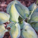 Hosta `Blue Circle` (2)