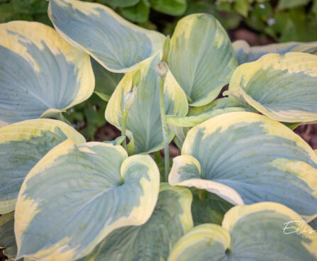 Hosta `Cinderella` (1)