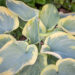 Hosta `Cinderella` (1)