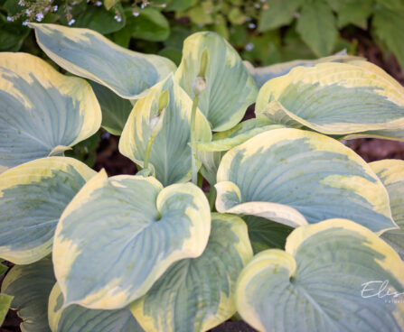 Hosta `Cinderella` (2)