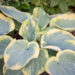 Hosta `Cinderella` (2)