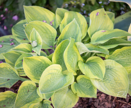 Hosta `Velvet Moon` (1)