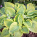 Hosta `Velvet Moon` (1)