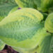 Hosta `Velvet Moon` (2)