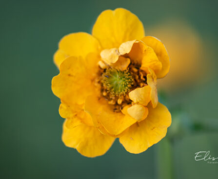 Geum chiloense `Goldball` tšiili mõõl (2)